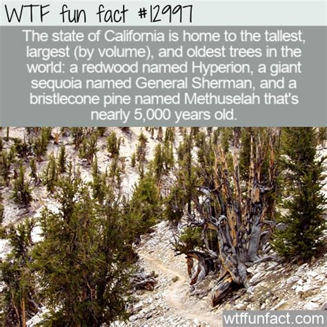 Methuselah Tree Facts