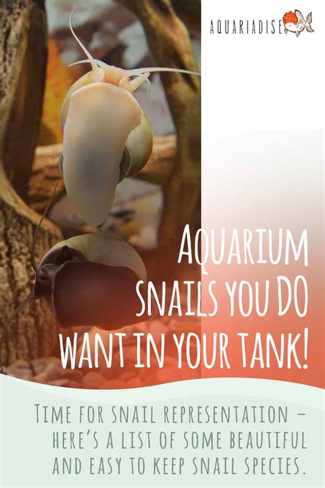 Aquarium Snails You Do Want In Your Tank! - Aquariadise