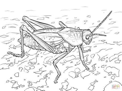 The Ant And The Grasshopper Coloring Pages - Coloring Home