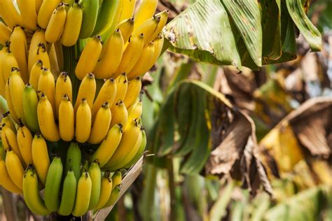 Banana Growing Problems - Fixing Common Banana Tree Issues