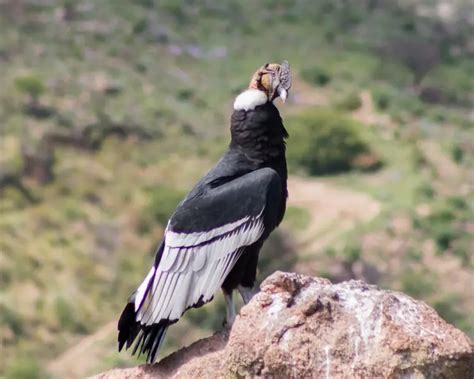 Andean Condor - Facts, Diet, Habitat & Pictures on Animalia.bio