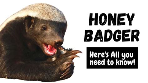 Honey Badger: What Is, How So Powerful, Secret Weakness, Temperament, Diet, Habitat