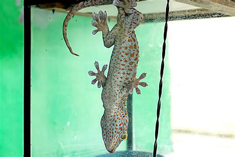 big gecko lizard lizard family reptile animal on the roof of the house 10584456 Stock Photo at ...