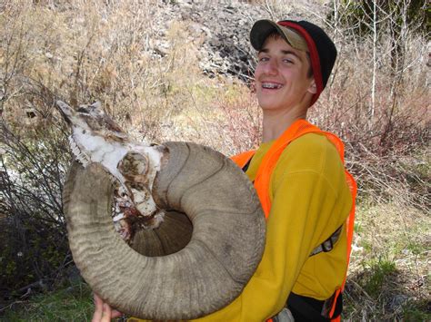 Bighorn Sheep Hunting | Montana Sheep Hunting Outfitter