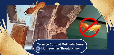 Termite Control Methods Every Homeowner Should Know - DR PEST CONTROL