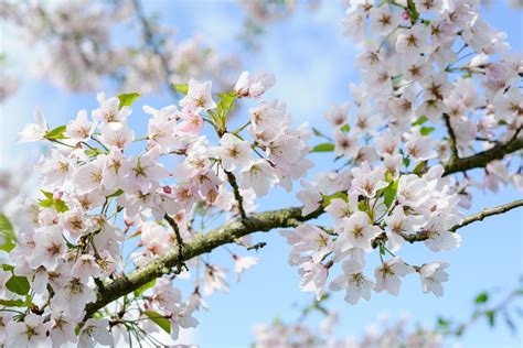 Spring Pink Flowering Tree Identification / 10 Beautiful Pink Flowering Trees Urban Garden Gal ...