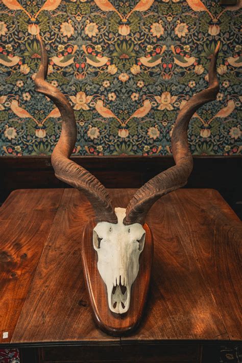 TD195 Mounted Kudu Skull - On The Square Emporium