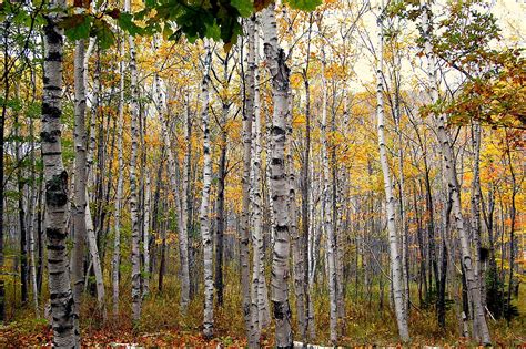 Betula papyrifera - Wikipedia