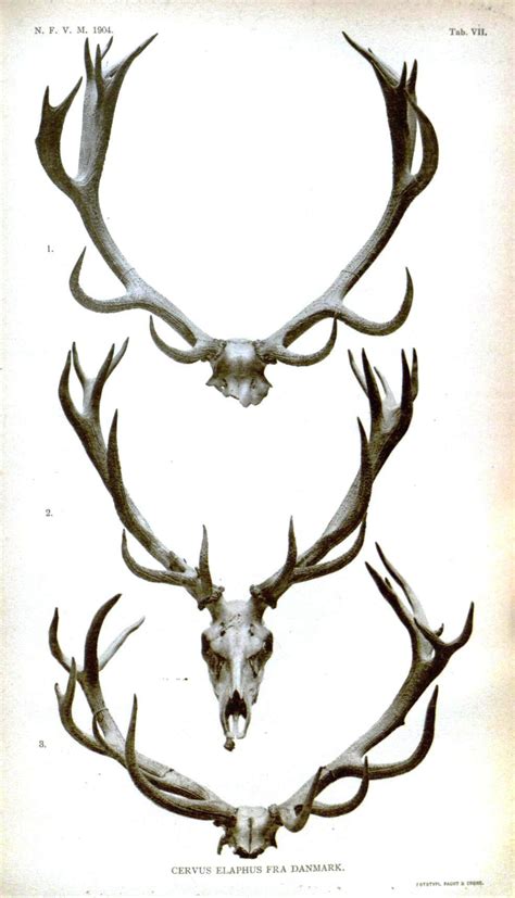 Elk Antler Drawing at GetDrawings | Free download