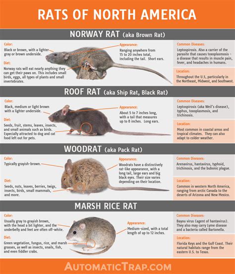 รวมกัน 104+ ภาพ Rat กับ Mouse ต่างกันอย่างไร ใหม่ที่สุด