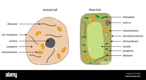 Draw A Labelled Diagram Of Plant Cell And Animal Cell - Books and News