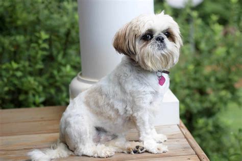 shih tzu haircuts puppy cut - Haircuts Models Ideas