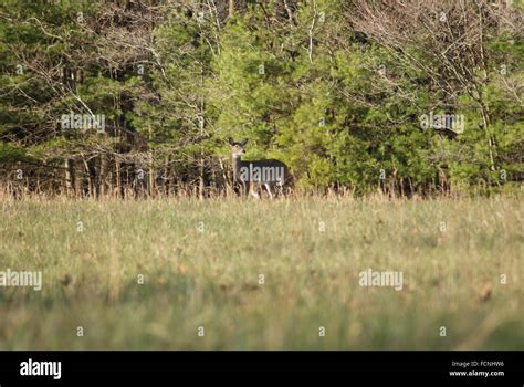 Beautiful white tail deer on alert Stock Photo - Alamy