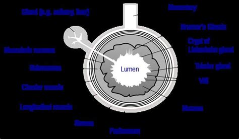 Lumen (anatomy) - Alchetron, The Free Social Encyclopedia