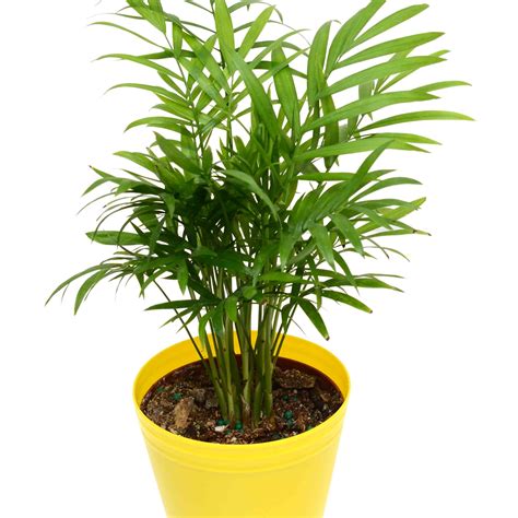 8 Types of Palm Plants to Grow Indoors