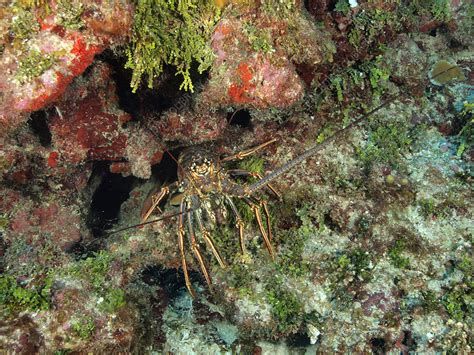 Caribbean Spiny Lobster - Stock Image - C017/5459 - Science Photo Library