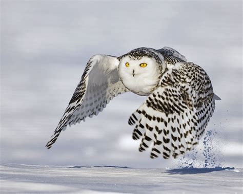 Hinterland Who's Who - Snowy Owl