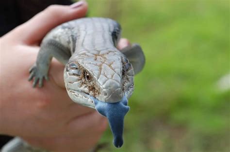 Blue Tongue Skink Care: Diet, Size, Enclosure Setup...