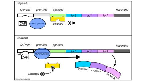 Gene Regulation in Prokaryotes – Lac Operon