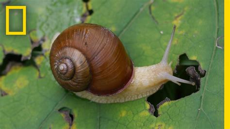 #Snail Hits Predator with Its Shell | National Geographic https://www.youtube.com/watch?v ...