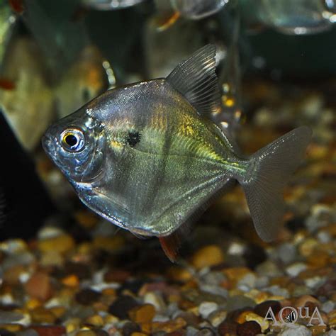 Tiger Silver Dollar (Metynnis fasciatus) - Aqua Imports