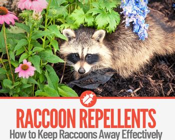 12 Natural Raccoon Repellents To Deter & Keep Raccoons Away - Pests Hero