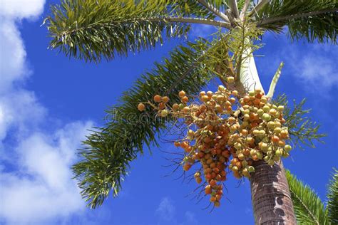 Palm Tree Seeds stock photo. Image of tree, seeds, tropical - 12671882