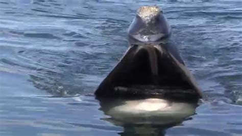 A Close Look: Skim Feeding Right Whales - YouTube