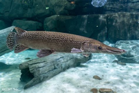 Alligator Gar - Cincinnati Zoo & Botanical Garden