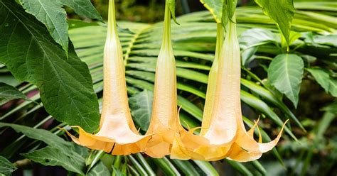 The Effects of Angel's Trumpet: Poisonous Hallucinogenic