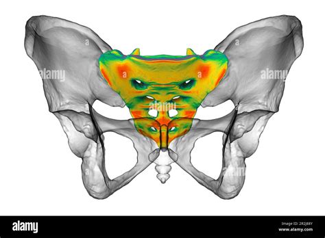 Anatomy of the sacrum bone, illustration Stock Photo - Alamy