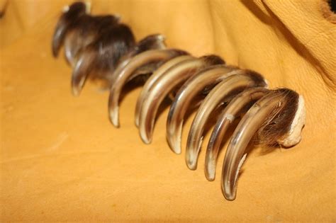 Grizzly Bear Claws – P&D International Furtraders