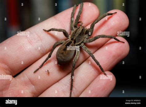 Big wolf spider on hand, macro of the Lycosa erythrognatha being handled Stock Photo - Alamy