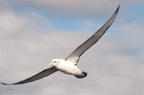 Albatross - Facts about Albatross | Passnownow