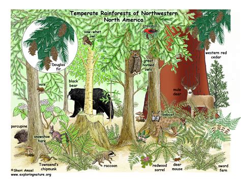 Temperate Rainforests