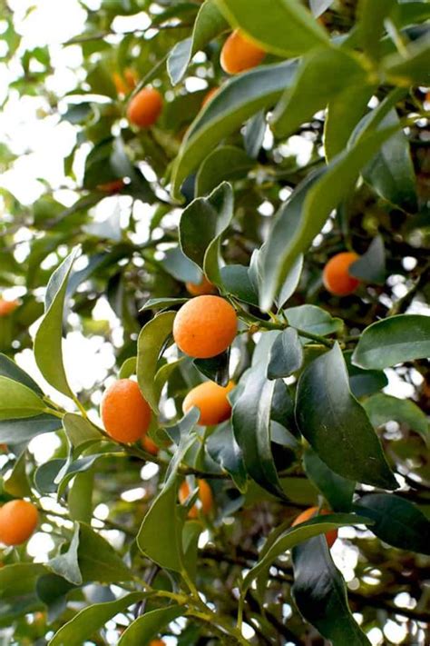 kumquat on a tree | The Taste of Kosher