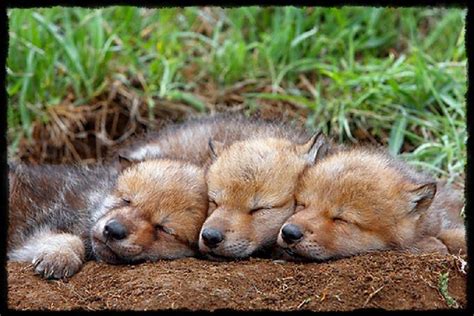 9 best images about Sleeping wolf pup on Pinterest | Wolves, Vintage and Sleep