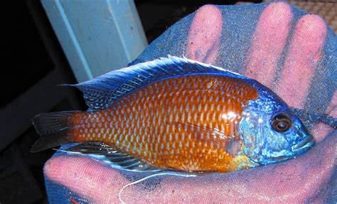 Kadango Borleyi African Cichlids (Breeding Pair) – Aquarium Fish For Sale