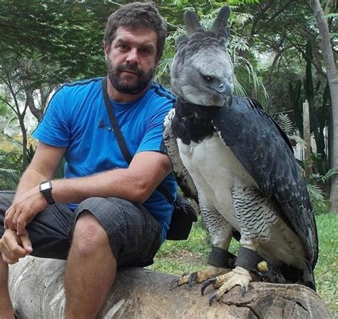 Harpy Eagle