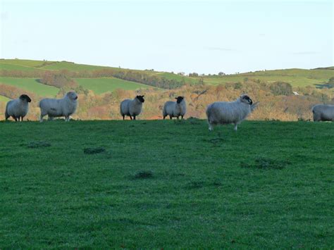 Free stock photo of countryside, ireland, sheep