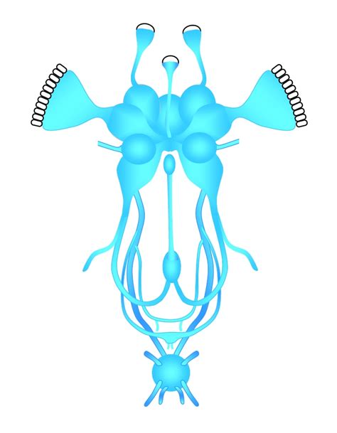 The Insect Nervous System