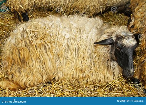 Ewe stock image. Image of animal, animals, livestock - 22851811