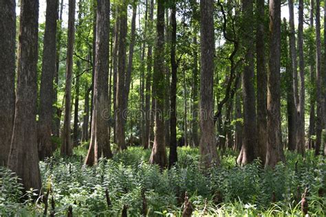 Florida Pine Trees stock photo. Image of tall, forest - 103718750