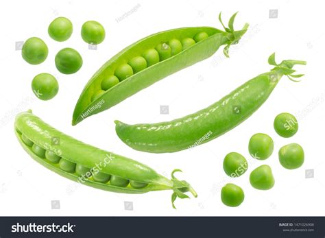 Pea Pisum Sativum Pods Seeds Fresh Stock Photo 1471026908 | Shutterstock