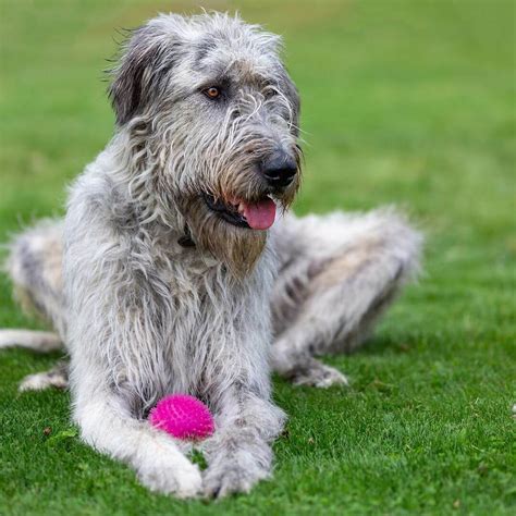 16 Pictures That Prove Irish Wolfhound Are Perfect Weirdos