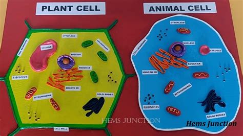 Plant Cell Project Labeled