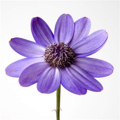 Purple Flower White Backgrounds - Wallpaper Cave