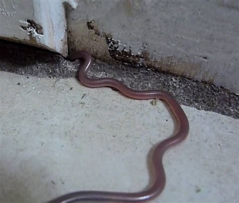 Texas Blind Snake Facts and Pictures | Reptile Fact