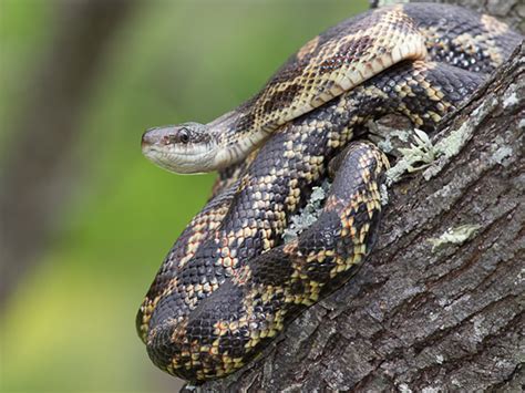 Texas Rat Snake | Alexandria Zoo