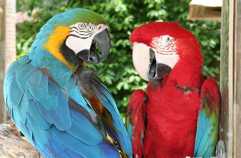 Parrots Talking Photograph by Anita Parker